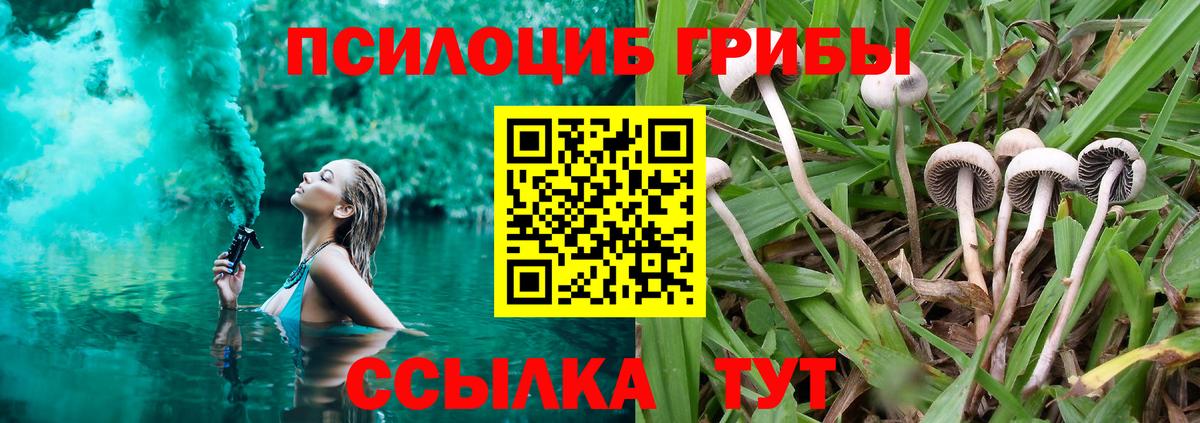 Галлюциногенные грибы Psilocybine cubensis Павлово